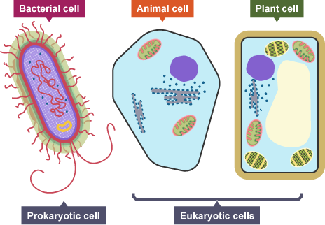 bacterial, animal and plant cells